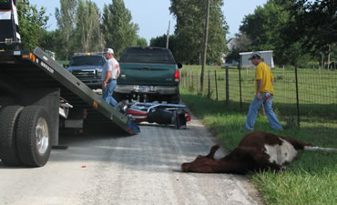 motorcycle and cow collision